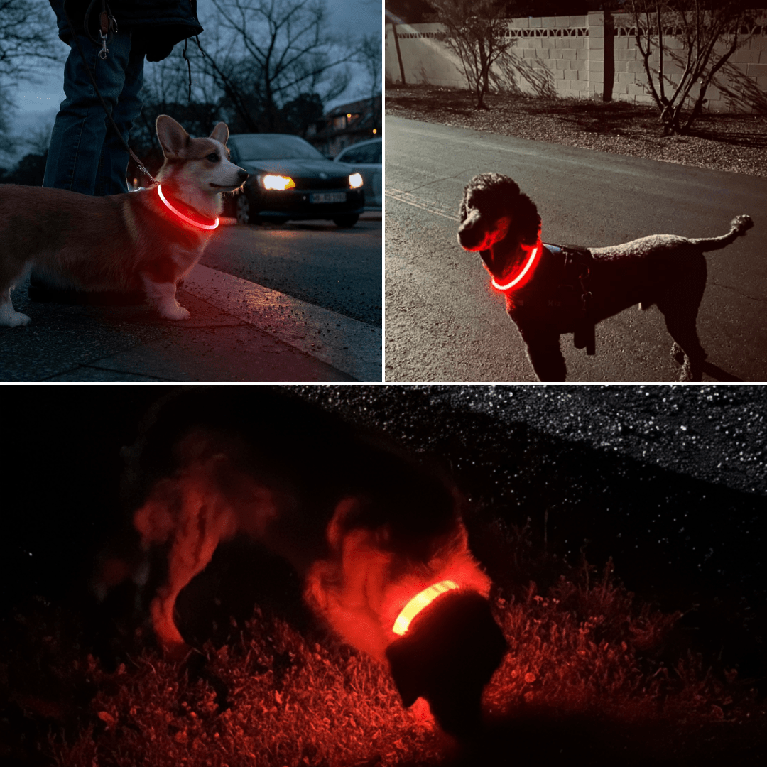 Collare Luminoso per Cani